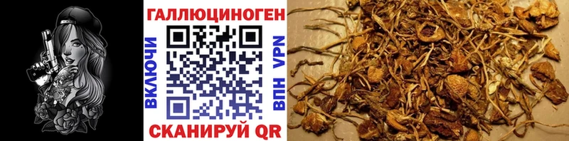 блэк спрут   Котовск  Галлюциногенные грибы Cubensis  где найти  